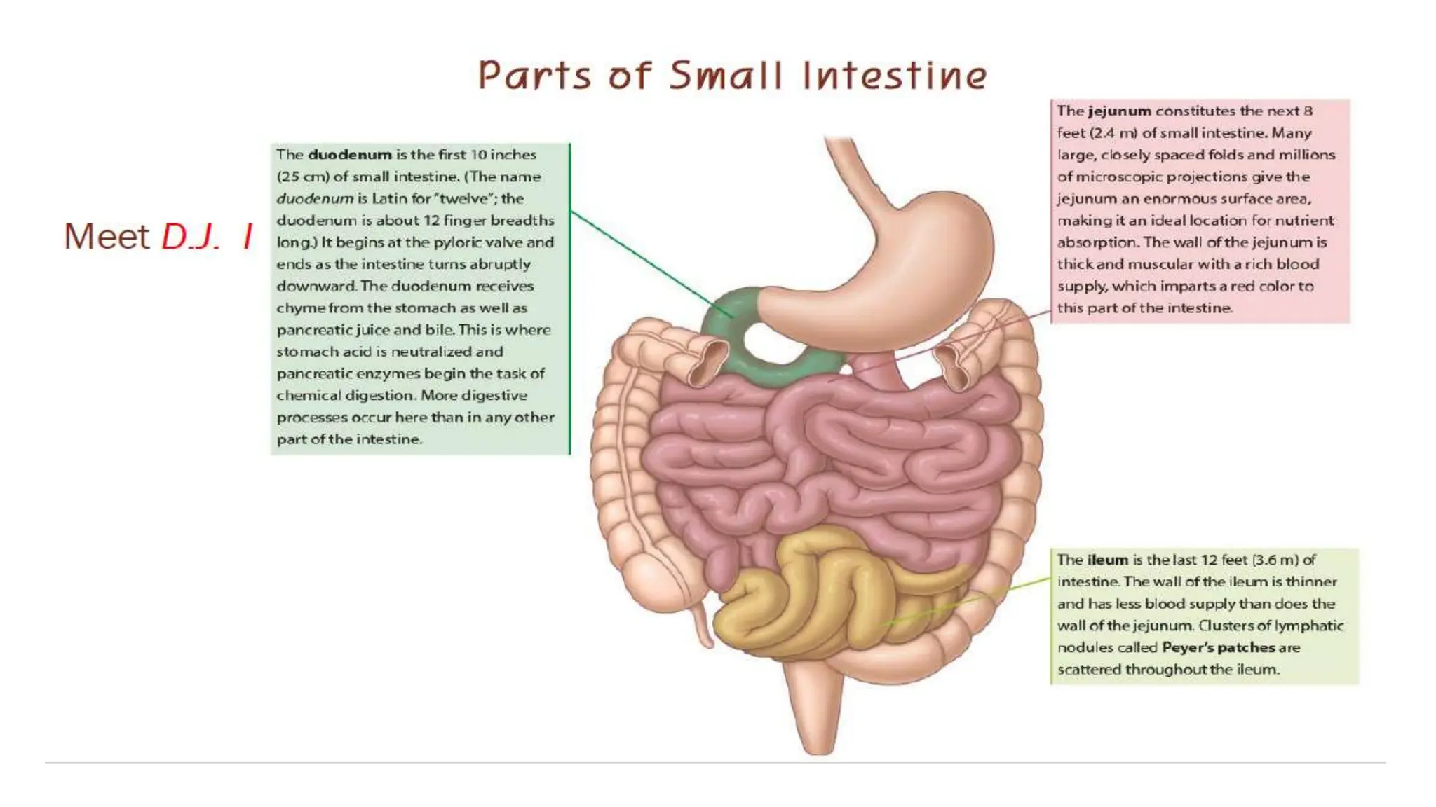 Digestive System Introduction the digestive system overview and introduction | PPTX | Nutrition ...