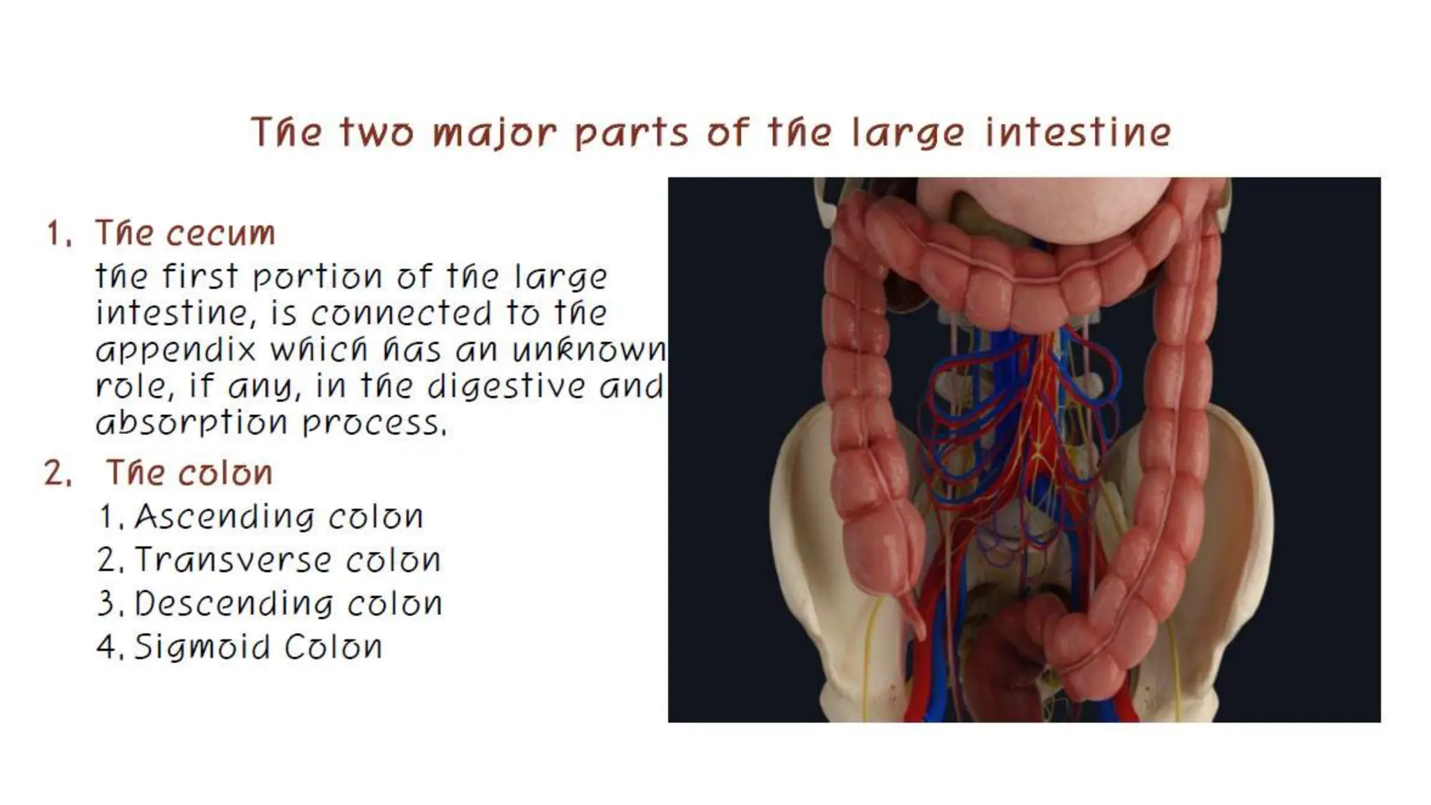 the digestive system overview and introduction | PPT