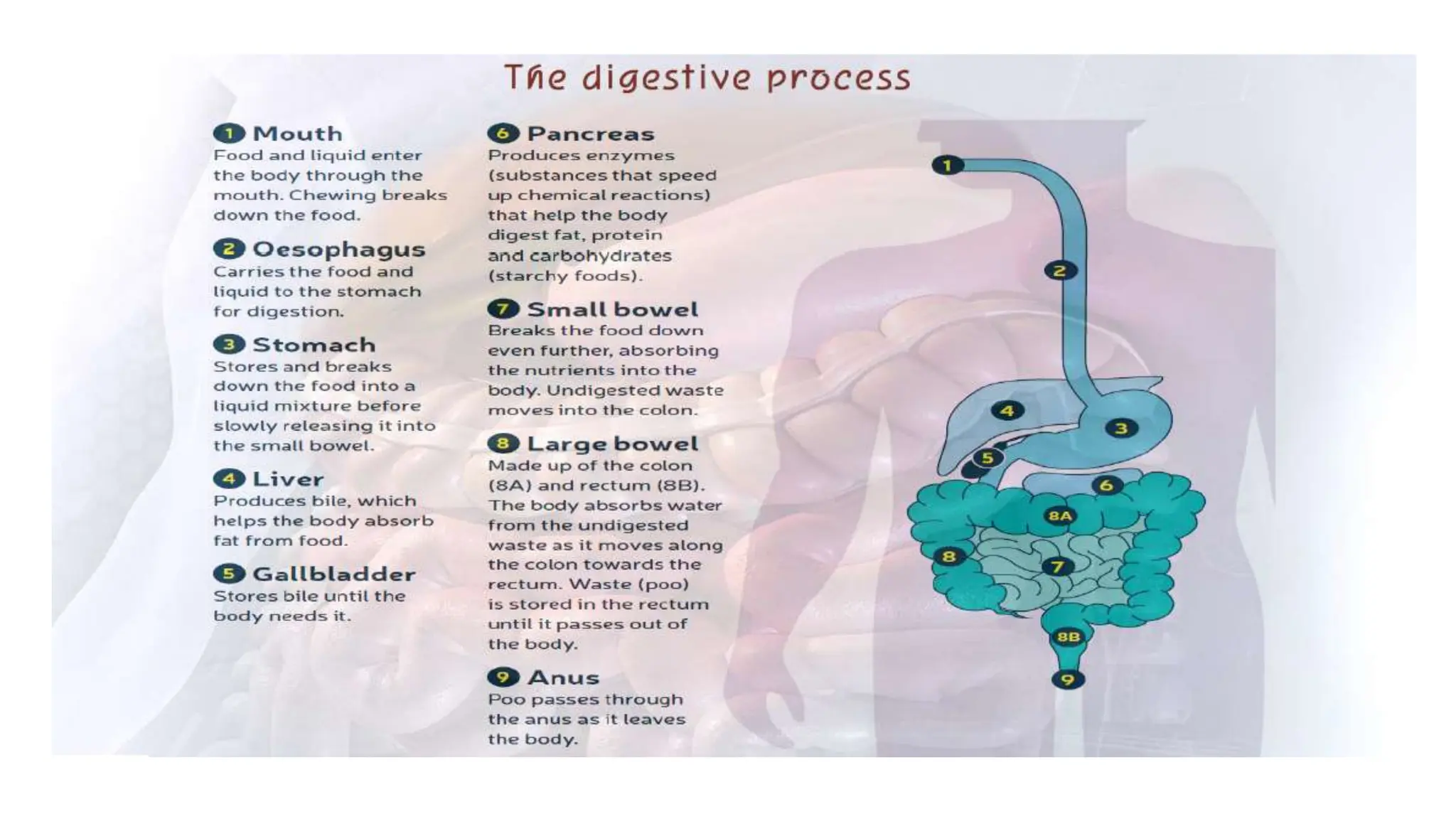 the digestive system overview and introduction | PPT