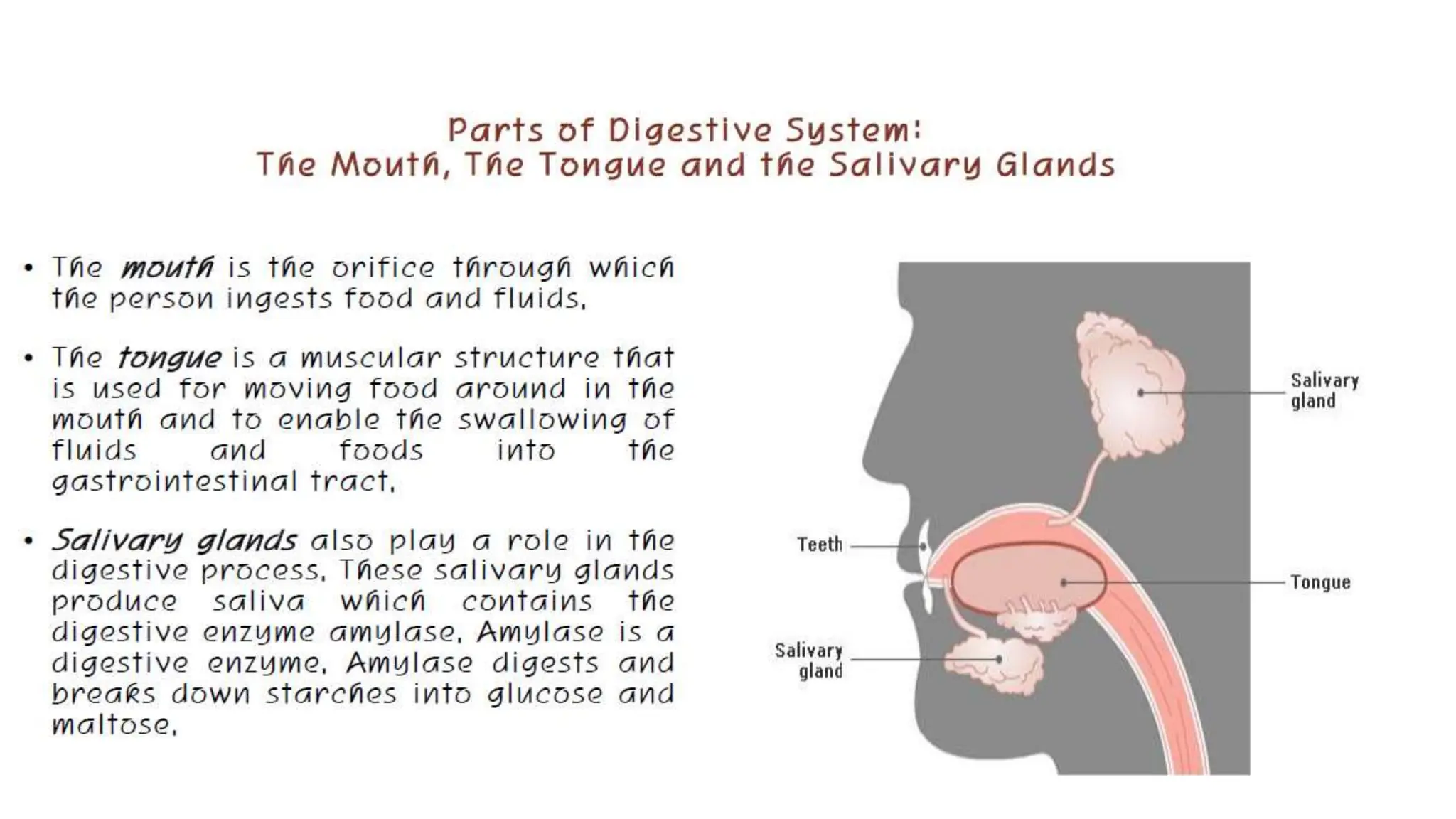 the digestive system overview and introduction | PPT