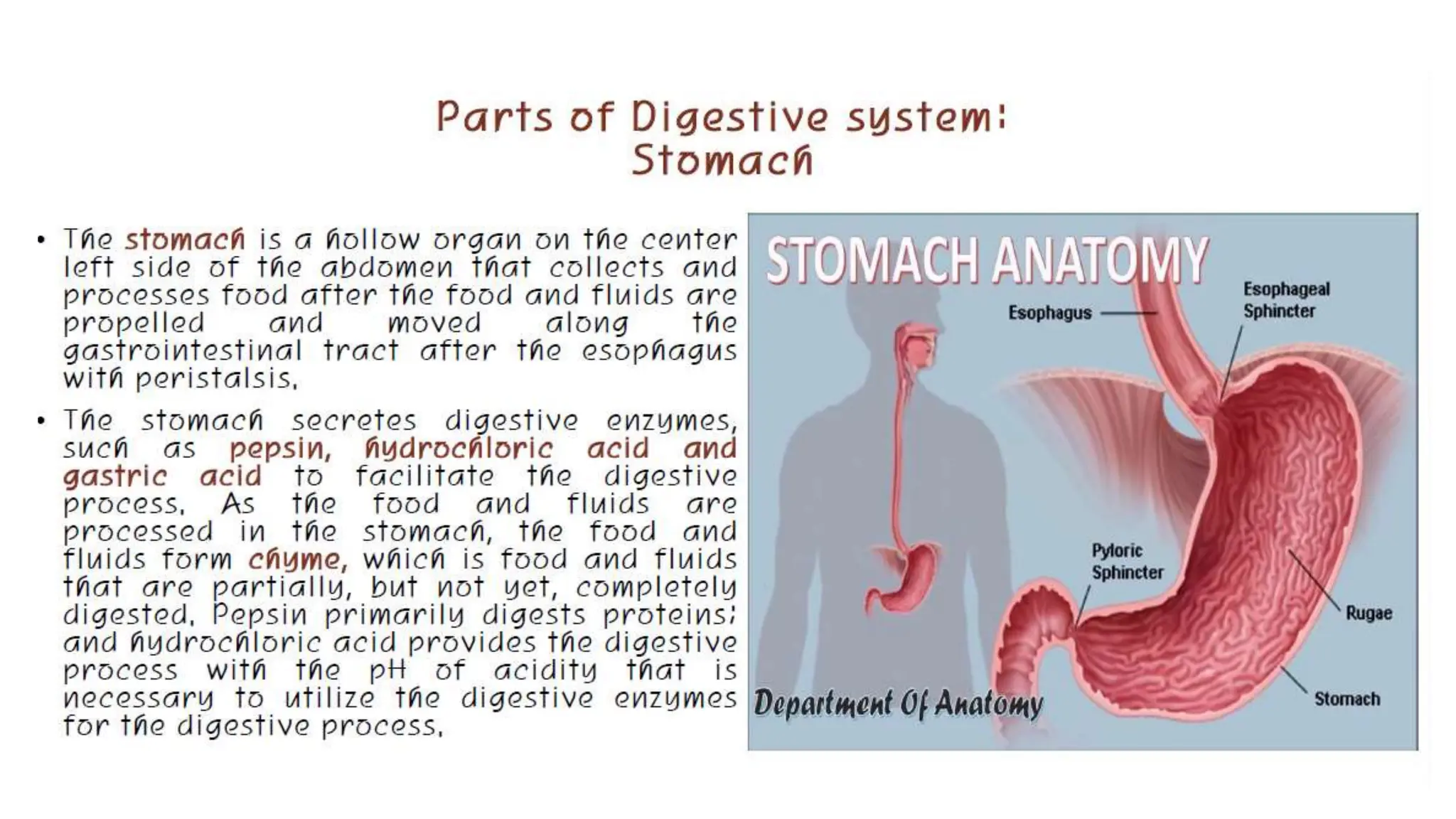 the digestive system overview and introduction | PPT