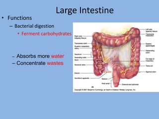 Large Intestine
• Functions
– Bacterial digestion
• Ferment carbohydrates
– Absorbs more water
– Concentrate wastes
 
