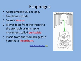 Esophagus
• Approximately 20 cm long.
• Functions include:
1. Secrete mucus
2. Moves food from the throat to
the stomach using muscle
movement called peristalsis
• If acid from the stomach gets in
here that’s heartburn.
Mouth, Pharynx and Esophagus Video
 