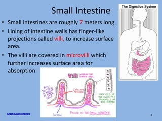Small Intestine
• Small intestines are roughly 7 meters long
• Lining of intestine walls has finger-like
projections called villi, to increase surface
area.
• The villi are covered in microvilli which
further increases surface area for
absorption.
8
Crash Course Review
 
