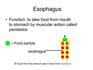 Esophagus
• Function: to take food from mouth
to stomach by muscular action called
peristalsis
= Food particle
esophagus
 If acid from the stomach gets in here that’s heartburn.
 