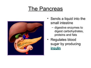 The Pancreas
• Sends a liquid into the
small intestine
– digestive enzymes to
digest carbohydrates,
proteins and fats
• Regulates blood
sugar by producing
insulininsulin
 