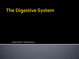 The Digestive System Cesar Gino T. Alcantara Jr. 