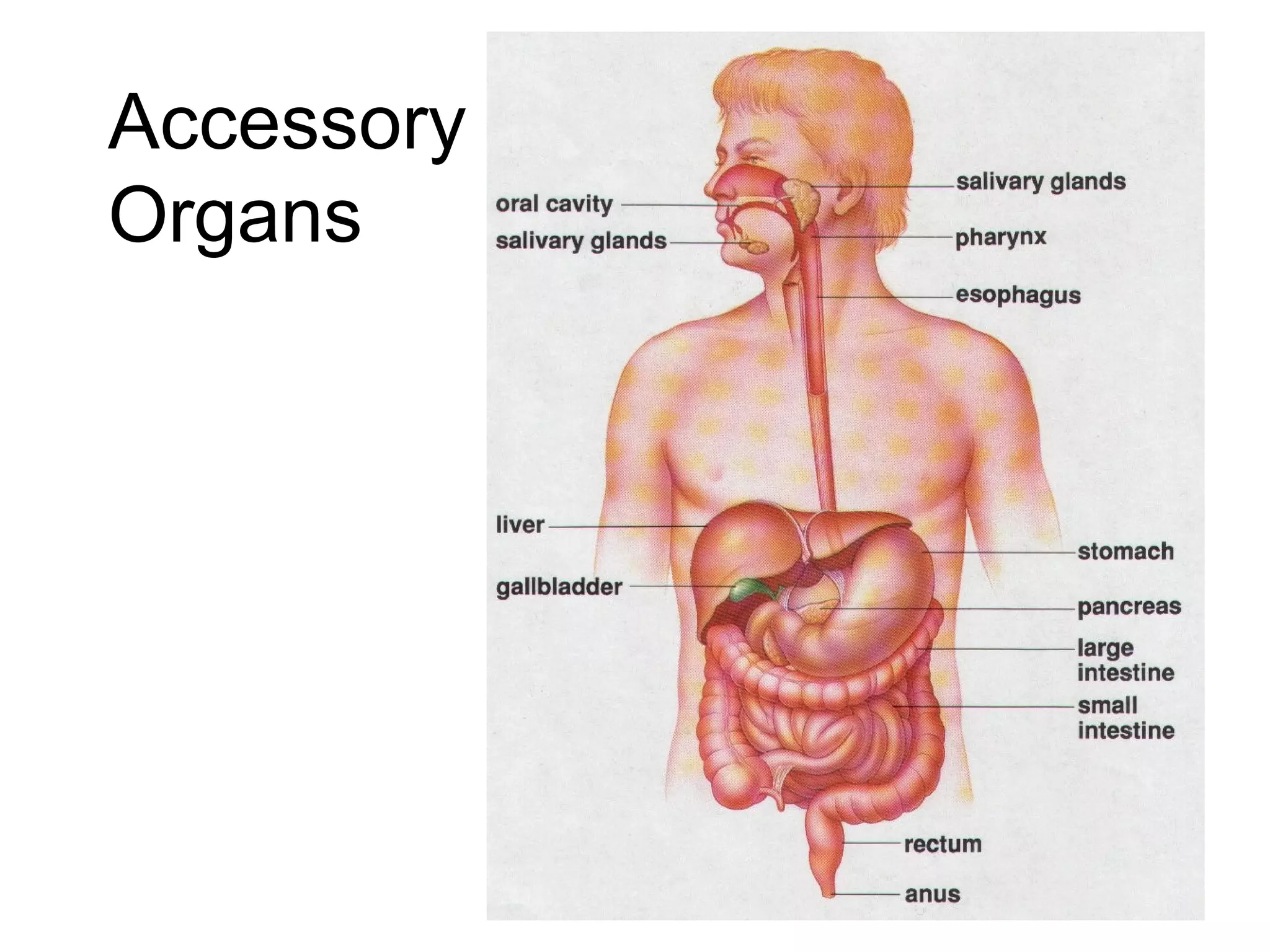 Accessory
Organs
 
