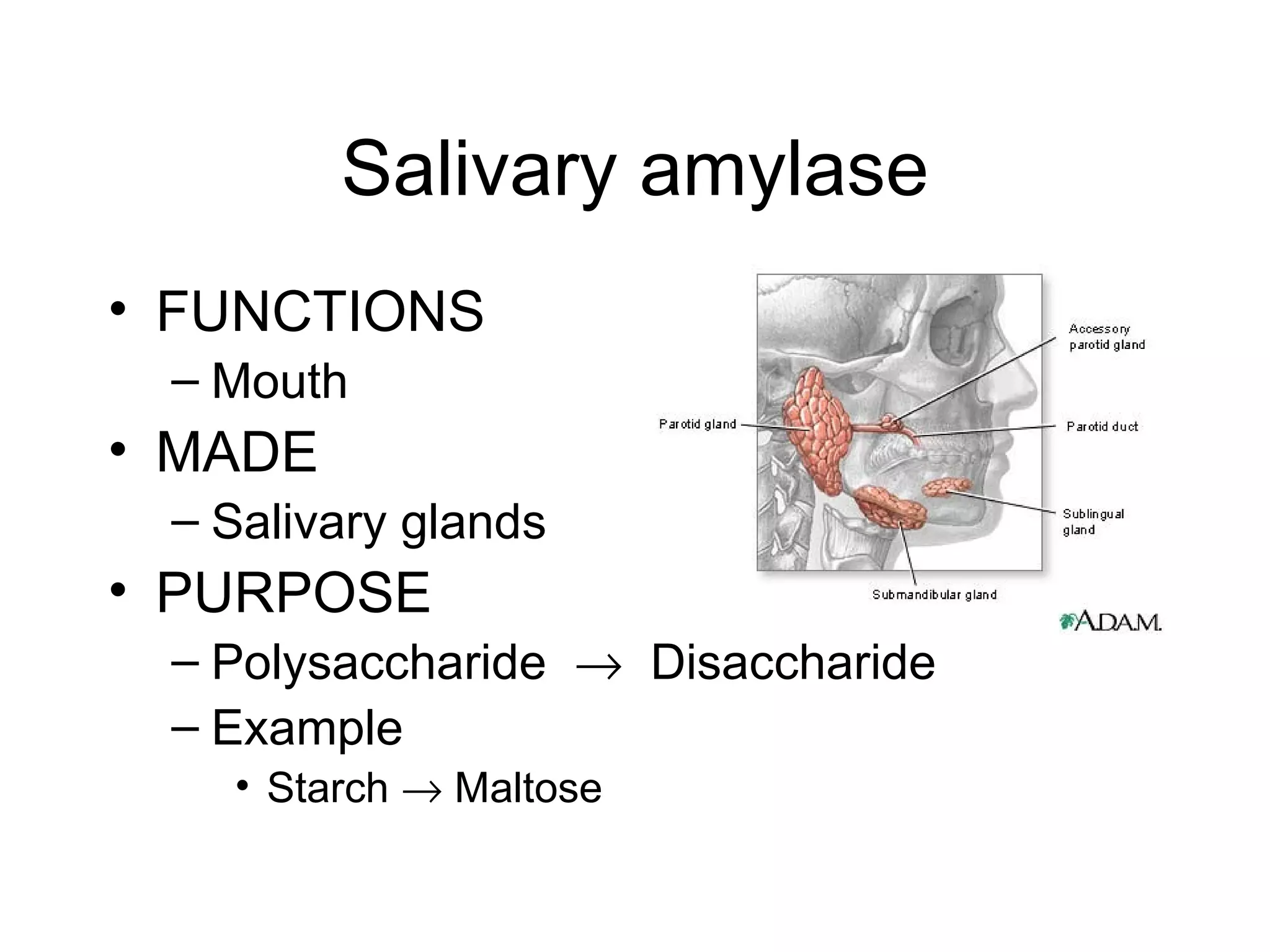 Salivary amylase
• FUNCTIONS
 – Mouth
• MADE
 – Salivary glands
• PURPOSE
 – Polysaccharide → Disaccharide
 – Example
   • Starch → Maltose
 
