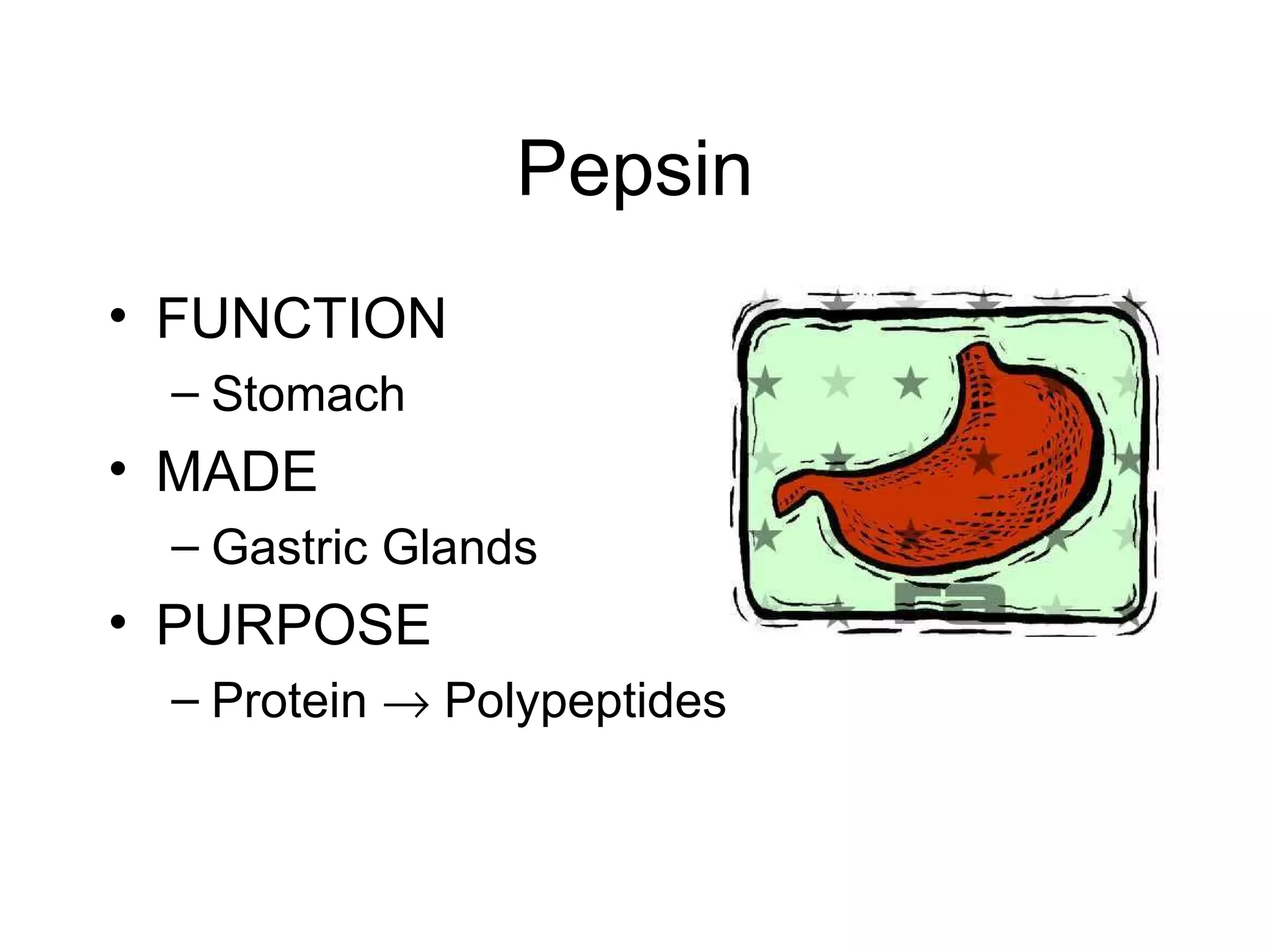 Pepsin
• FUNCTION
 – Stomach
• MADE
 – Gastric Glands
• PURPOSE
 – Protein → Polypeptides
 