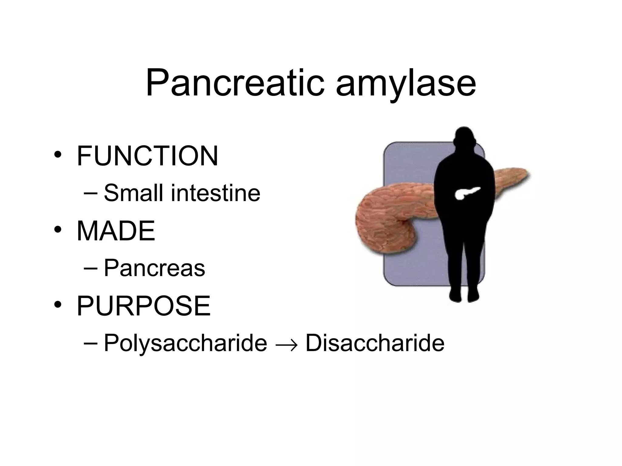 Pancreatic amylase
• FUNCTION
 – Small intestine
• MADE
 – Pancreas
• PURPOSE
 – Polysaccharide → Disaccharide
 