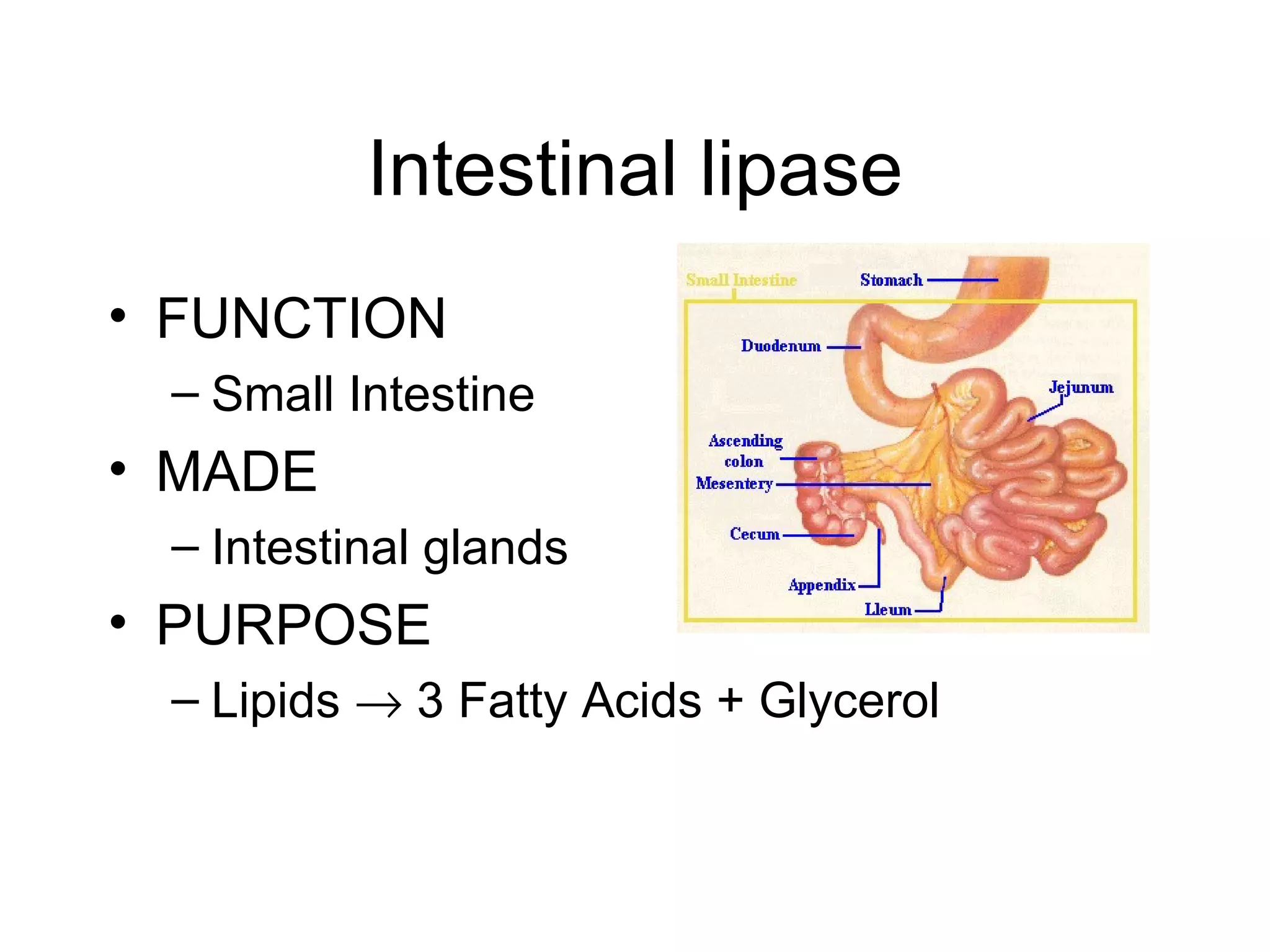 Intestinal lipase
• FUNCTION
 – Small Intestine
• MADE
 – Intestinal glands
• PURPOSE
 – Lipids → 3 Fatty Acids + Glycerol
 