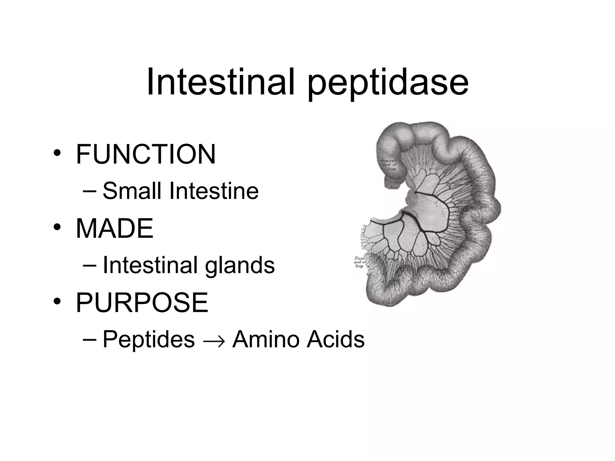 Intestinal peptidase
• FUNCTION
 – Small Intestine
• MADE
 – Intestinal glands
• PURPOSE
 – Peptides → Amino Acids
 