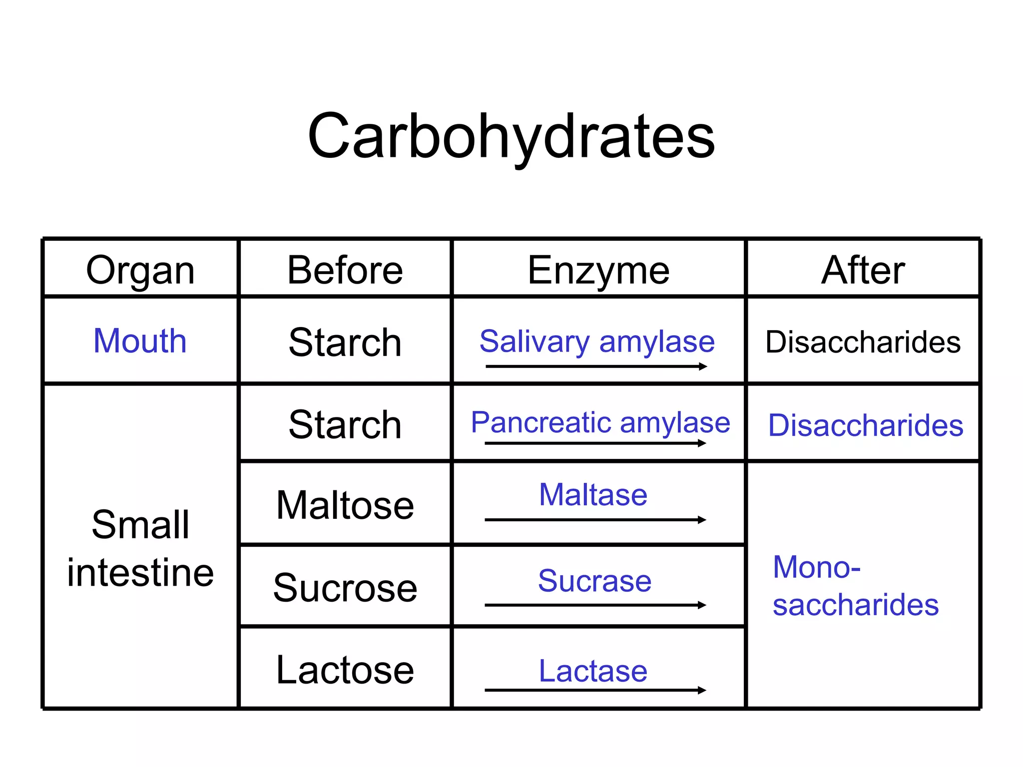 Carbohydrates

 Organ      Before       Enzyme               After
 Mouth      Starch    Salivary amylase     Disaccharides

            Starch    Pancreatic amylase   Disaccharides

            Maltose       Maltase
  Small
intestine                 Sucrase          Mono-
            Sucrose                        saccharides

            Lactose       Lactase
 
