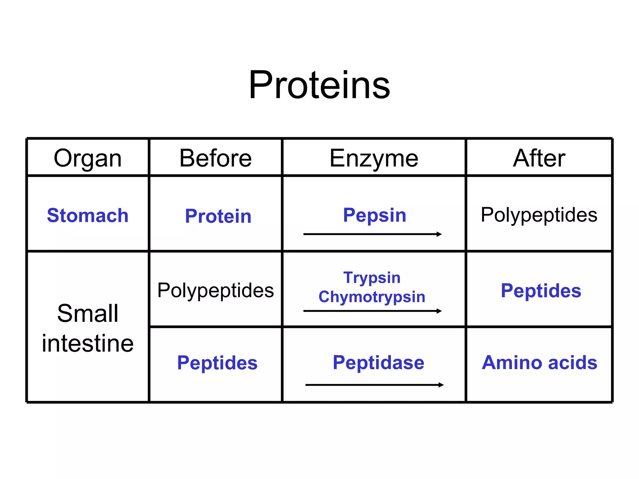 Proteins
 Organ        Before        Enzyme           After

Stomach       Protein        Pepsin       Polypeptides


                             Trypsin
            Polypeptides   Chymotrypsin     Peptides
  Small
intestine
              Peptides      Peptidase     Amino acids
 