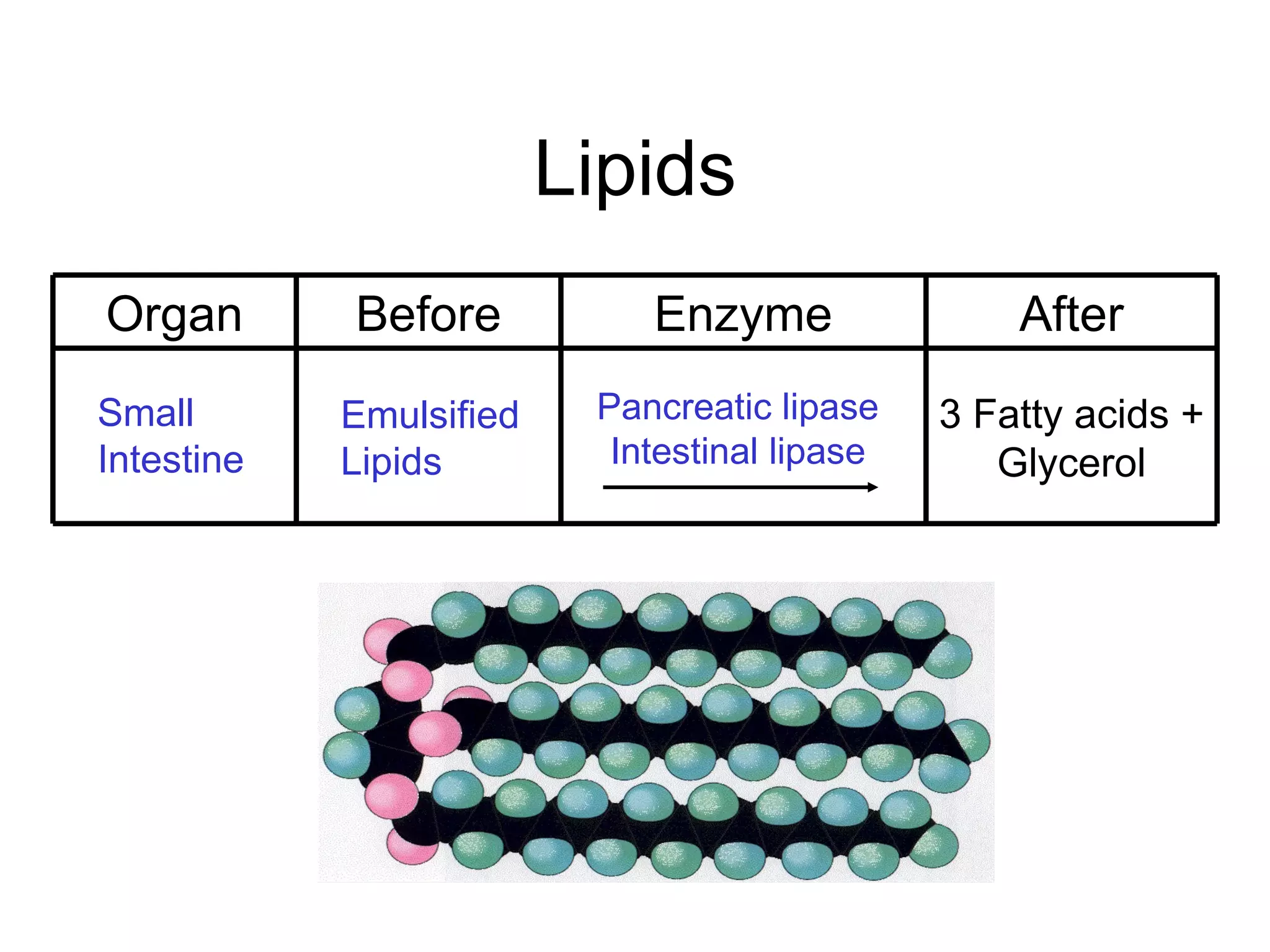 Lipids
Organ       Before           Enzyme                After
Small       Emulsified    Pancreatic lipase    3 Fatty acids +
Intestine   Lipids         Intestinal lipase      Glycerol
 