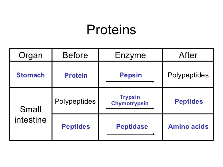 pepsin and protein essay Methods: soy protein hydrolysate was enzymatically produced using pepsin, with e/s (enzyme to substrate ratio) of 05% (250 u/mg) and hydrolysis time of 4h afterwards, the sph effects on murine spleen lymphocyte proliferation, and peritoneal macrophage phagocytosis were investigated in vitro. pepsin and protein essay Methods: soy protein hydrolysate was enzymatically produced using pepsin, with e/s (enzyme to substrate ratio) of 05% (250 u/mg) and hydrolysis time of 4h afterwards, the sph effects on murine spleen lymphocyte proliferation, and peritoneal macrophage phagocytosis were investigated in vitro.