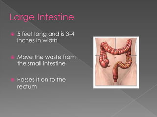 Measuring Large Intestine Digestive system presentation | PPTX