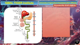University of Agriculture Faisalabad (2021-Official)
Presented By: ZAIN IQBAL
8
IQBAL TIGER Institute
 