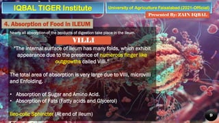 University of Agriculture Faisalabad (2021-Official)
Presented By: ZAIN IQBAL
9
Nearly all absorption of the products of digestion take place in the Ileum.
“The internal surface of ileum has many folds, which exhibit
appearance due to the presence of numerous finger like
outgrowths called Villi.”
The total area of absorption is very large due to Villi, microvilli
and Enfolding.
• Absorption of Sugar and Amino Acid.
• Absorption of Fats (Fatty acids and Glycerol)
Ileo-colic Sphincter (At end of ileum)
4. Absorption of Food in ILEUM
VILLI
IQBAL TIGER Institute
 