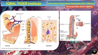 University of Agriculture Faisalabad (2021-Official)
Presented By: ZAIN IQBAL
11
IQBAL TIGER Institute
 