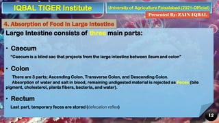 University of Agriculture Faisalabad (2021-Official)
Presented By: ZAIN IQBAL
12
Large Intestine consists of three main parts:
• Caecum
“Caecum is a blind sac that projects from the large intestine between ileum and colon”
• Colon
There are 3 parts; Ascending Colon, Transverse Colon, and Descending Colon.
Absorption of water and salt in blood, remaining undigested material is rejected as Feces (bile
pigment, cholesterol, plants fibers, bacteria, and water).
• Rectum
Last part, temporary feces are stored (defecation reflex)
4. Absorption of Food in Large Intestine
IQBAL TIGER Institute
 