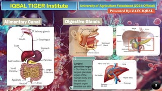 University of Agriculture Faisalabad (2021-Official)
Presented By: ZAIN IQBAL
2
Alimentary Canal Digestive Glands
Largest
glandular organ
– Our liver is the
largest glandular
organ of the
human body and
the second
largest organ
besides our skin.
IQBAL TIGER Institute
 