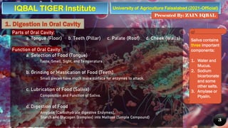 University of Agriculture Faisalabad (2021-Official)
Presented By: ZAIN IQBAL
3
Parts of Oral Cavity:
a. Tongue (Floor) b. Teeth (Pillar) c. Palate (Roof) d. Cheek (Walls)
Function of Oral Cavity:
a. Selection of Food (Tongue)
Taste, Smell, Sight, and Temperature.
b. Grinding or Mastication of Food (Teeth)
Small pieces have much more surface for enzymes to attack.
c. Lubrication of Food (Saliva)
Composition and Function of Saliva.
d. Digestion of Food
Amylase (Carbohydrate digestive Enzymes).
Starch and Glycogen (complex) into Maltose (Simple Compound)
1. Digestion in Oral Cavity
Saliva contains
three important
components:
1. Water and
Mucus.
2. Sodium
bicarbonate
and some
other salts.
3. Amylase or
Ptyalin.
IQBAL TIGER Institute
 