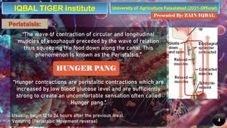 University of Agriculture Faisalabad (2021-Official)
Presented By: ZAIN IQBAL
4
“The wave of contraction of circular and longitudinal
muscles of esophagus preceded by the wave of relation
thus squeezing the food down along the canal. This
phenomenon Is known as the Peristalsis,”
“Hunger contractions are peristaltic contractions which are
increased by low blood glucose level and are sufficiently
strong to create an uncomfortable sensation often called
Hunger pang.”
Usually, begin 12 to 24 hours after the previous meal.
Vomiting (Peristaltic Movement reverse)
Peristalsis:
HUNGER PANG
IQBAL TIGER Institute
 
