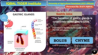 University of Agriculture Faisalabad (2021-Official)
Presented By: ZAIN IQBAL
6
“The Secretion of gastric glands is
collectively called gastric juice.”
▪ If secretion is regulated by the quality of food.
▪ PROTEIN stimulation.
Gastric Juice
BOLUS CHYME
Cardiac
Sphincter
Enter in Esophagus Enter in Small Intestine
IQBAL TIGER Institute
 