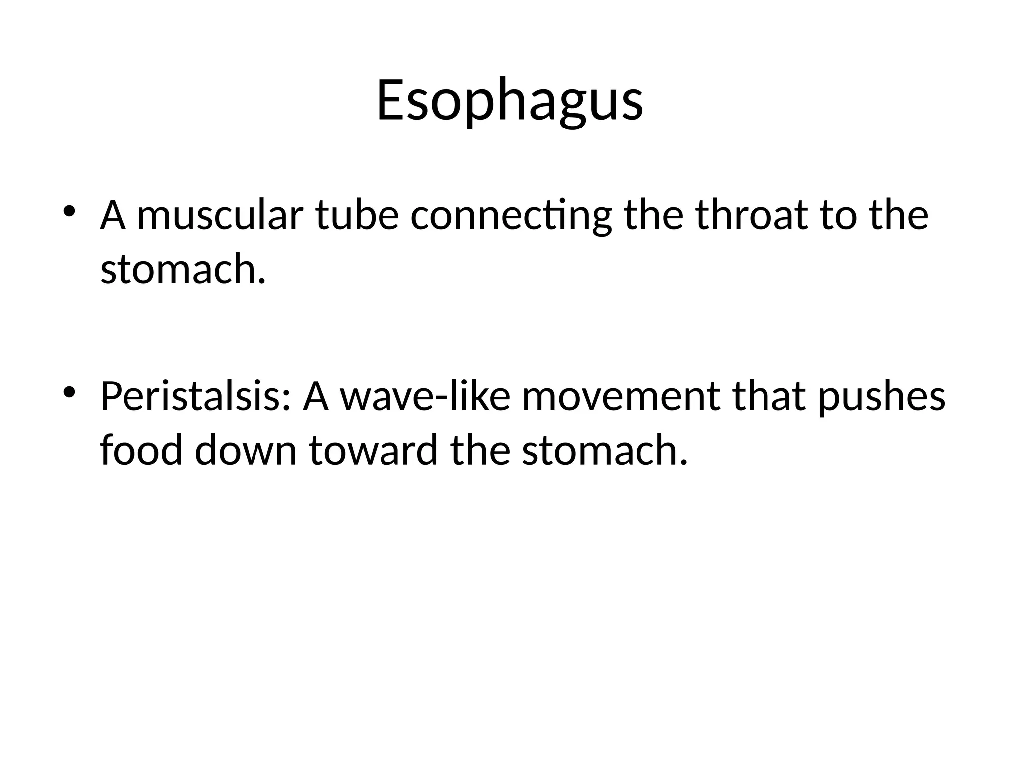 Digestive_System_Presentation_Class_8.pptx