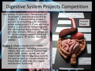 Digestive System Projects Competition
Four groups in each class. Two groups will
do project 1, and two groups will do
project 2. If you are doing project 1,
you will be competing with the other
group doing project 1. If you are doing
project 2, you will be competing with
the other group doing project 2. I will
pick two winners. Winners will get an
“A” on the project, second place will
probably get a “B” or less. Worth 50
points!
Project 1: Make a model of the entire
digestive system, including accessory
organs. You can use any material you
want: cloth, plastic, wood, etc, but
make it look like the digestive system.
Put your project on a poster board or
future board, and label the organs
and list their functions.
Example
Project
 