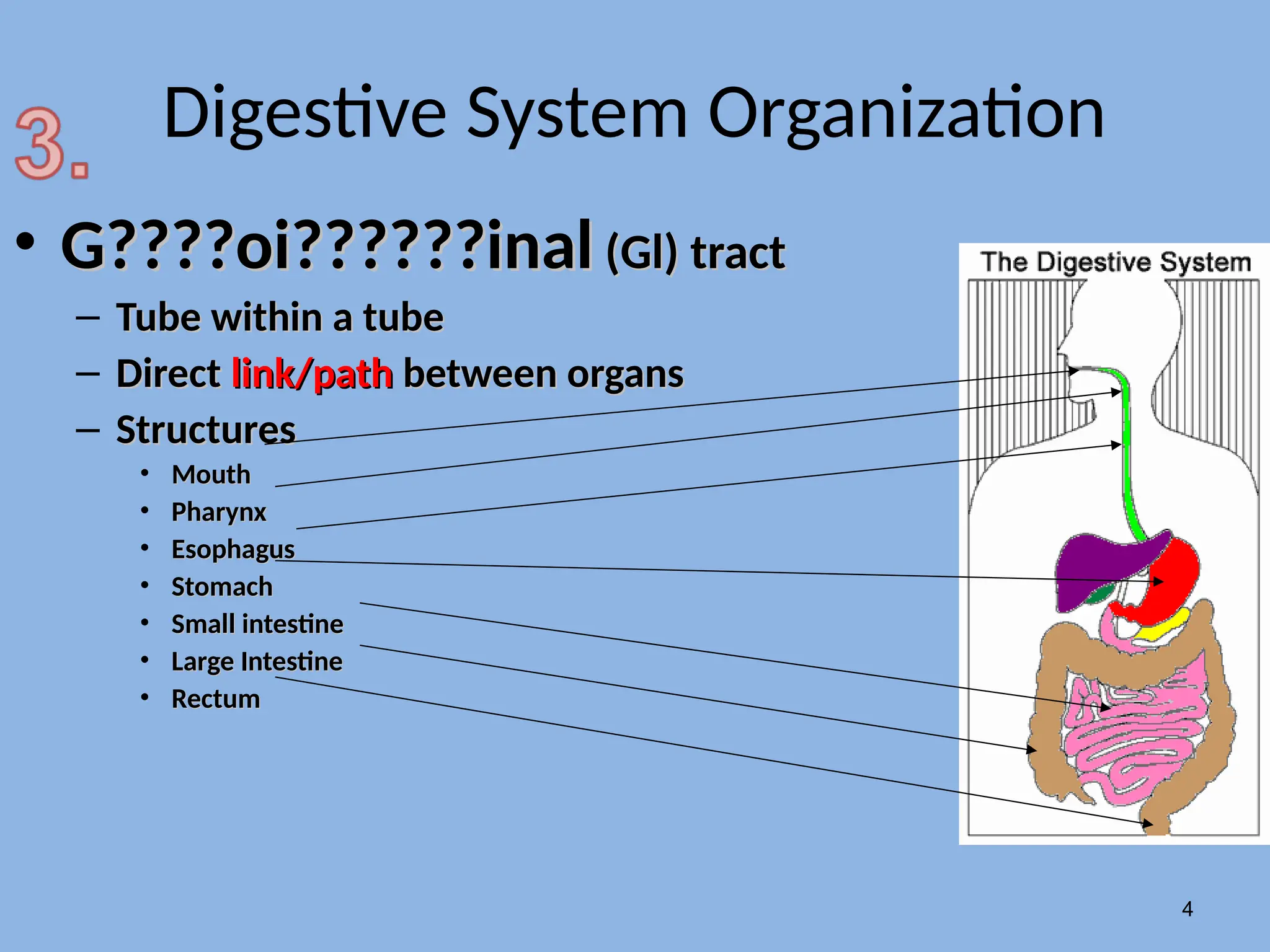A quiz about the digestive system and its functions | PPT