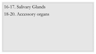 16-17. Salivary Glands
18-20. Accessory organs
 
