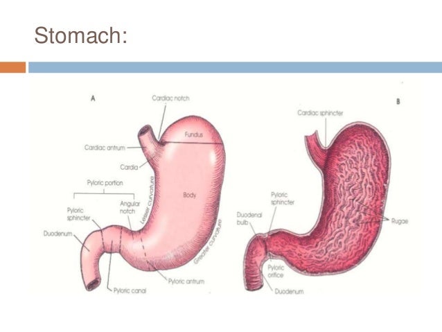 Digestive system radiography