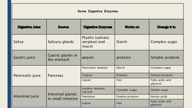 Digestive System K-12 Lesson