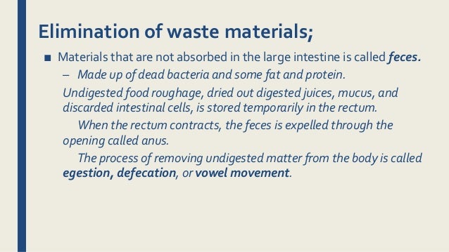 Digestive System K-12 Lesson