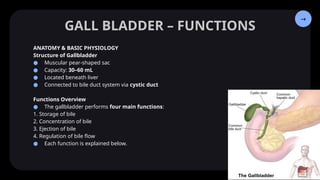 Human Digestive System (RIT): Physiology, Digestion & Absorption ...