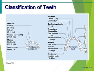 Digestive systems | PPT