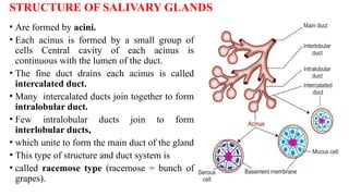 Digestive System - SALIVARY GLAND & Functional Anatomy of Oral cavity .pptx