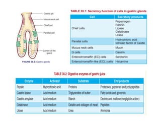 ANATOMY AND PHYSIOLOGY OF HUMAN DIGESTIVE SYSTEM | PPTX