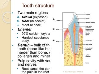 Tooth Root Composition Digestive system seminar | PPTX