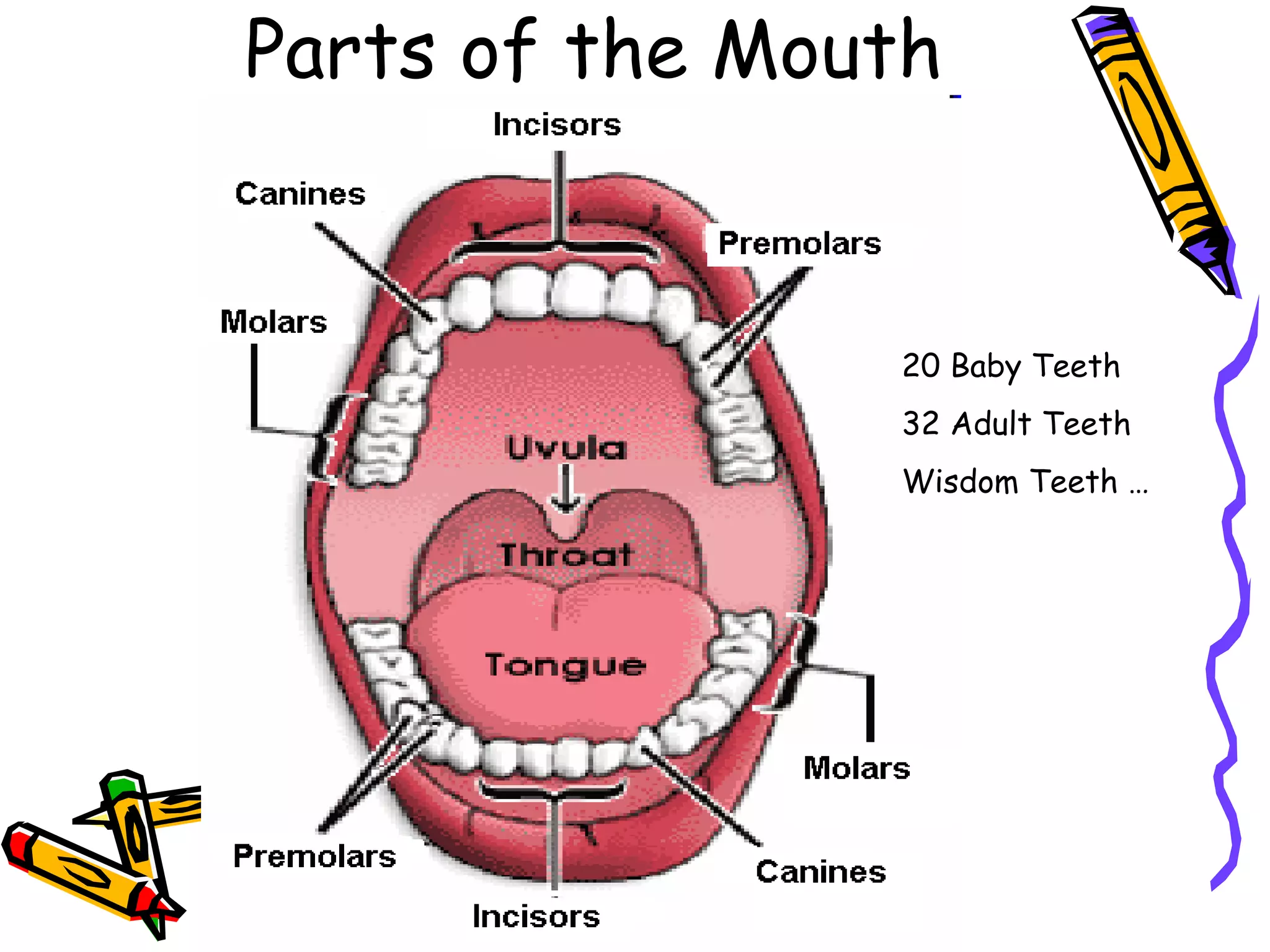 Parts of the Mouth 20 Baby Teeth 32 Adult Teeth Wisdom Teeth … 