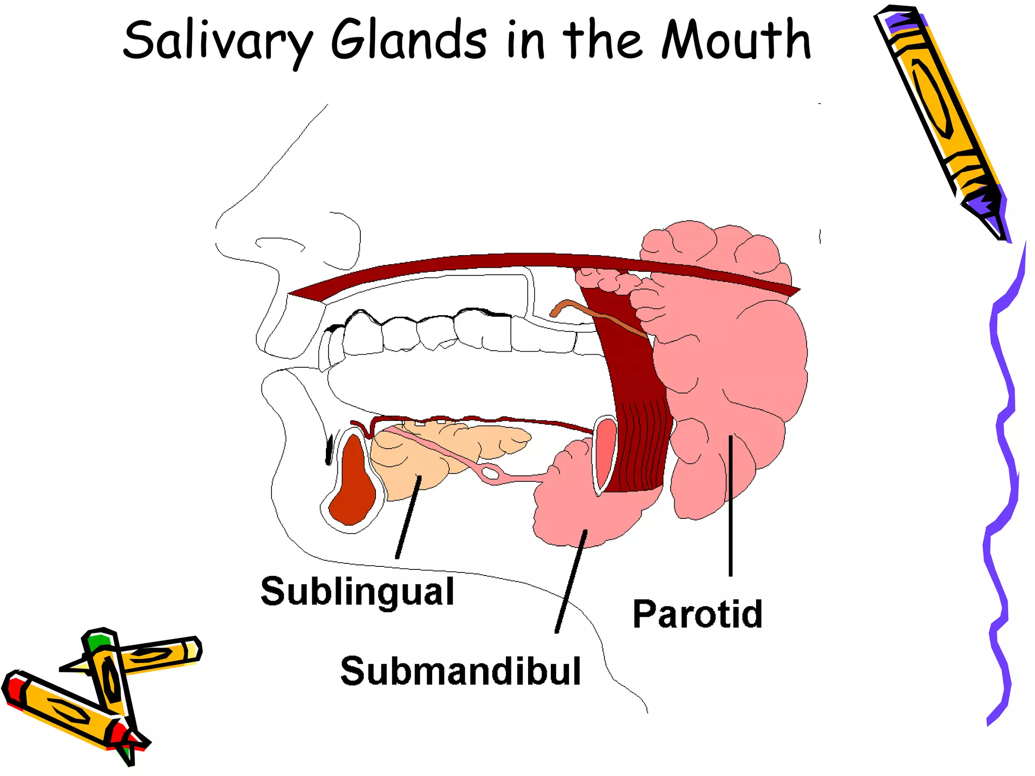 Salivary Glands in the Mouth 