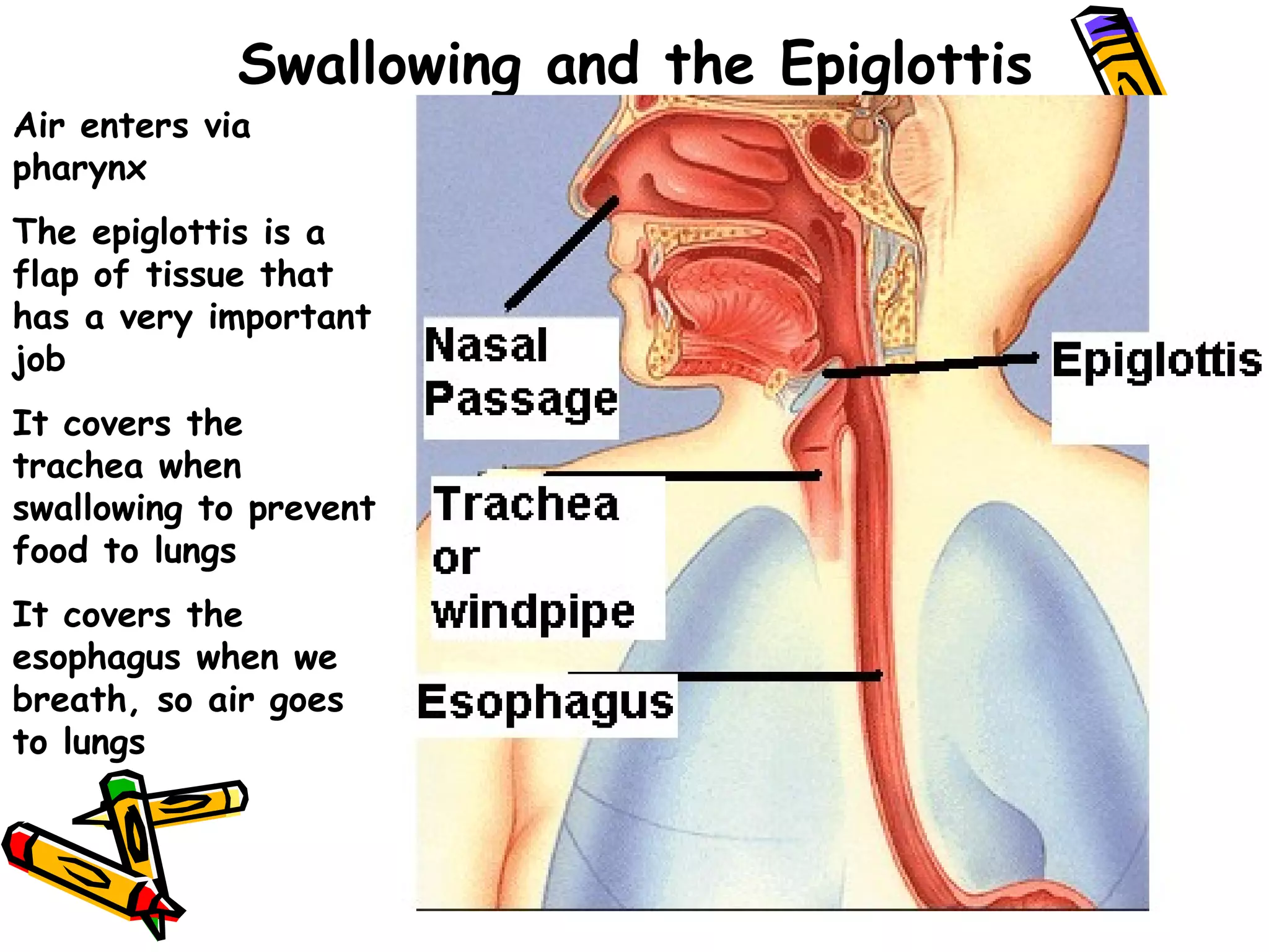 Swallowing and the Epiglottis Air enters via pharynx The epiglottis is a flap of tissue that has a very important job It covers the trachea when swallowing to prevent food to lungs It covers the esophagus when we breath, so air goes to lungs 