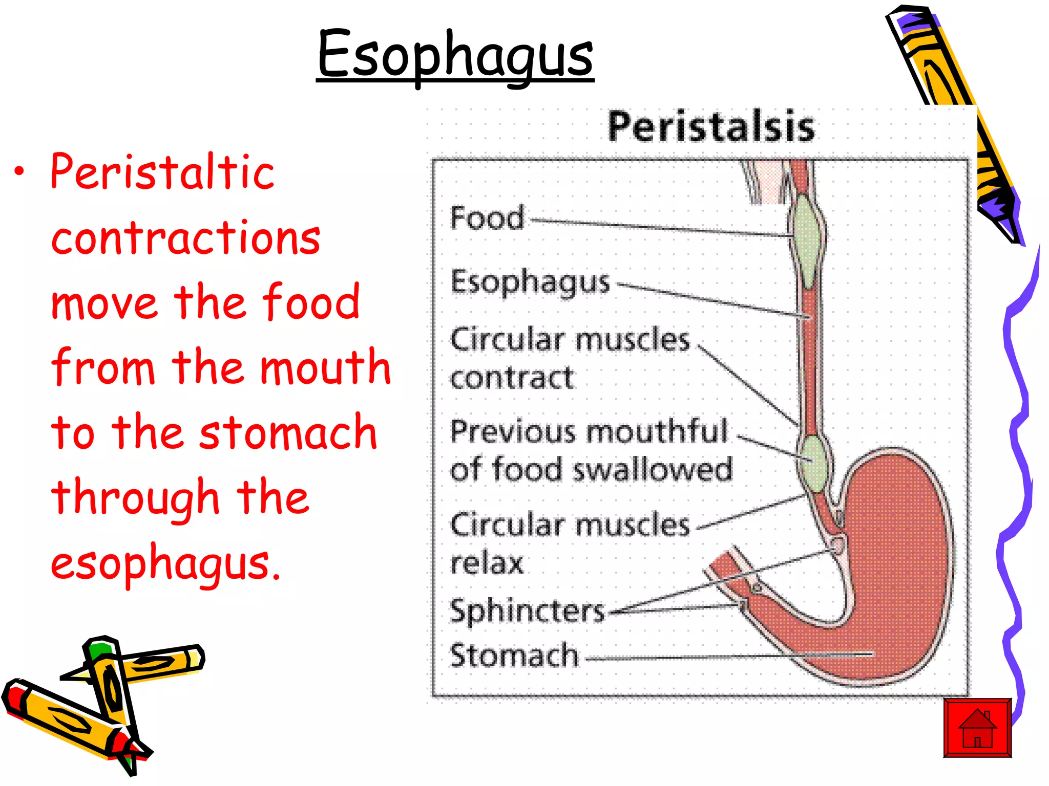 Esophagus Peristaltic contractions move the food from the mouth to the stomach through the esophagus. 
