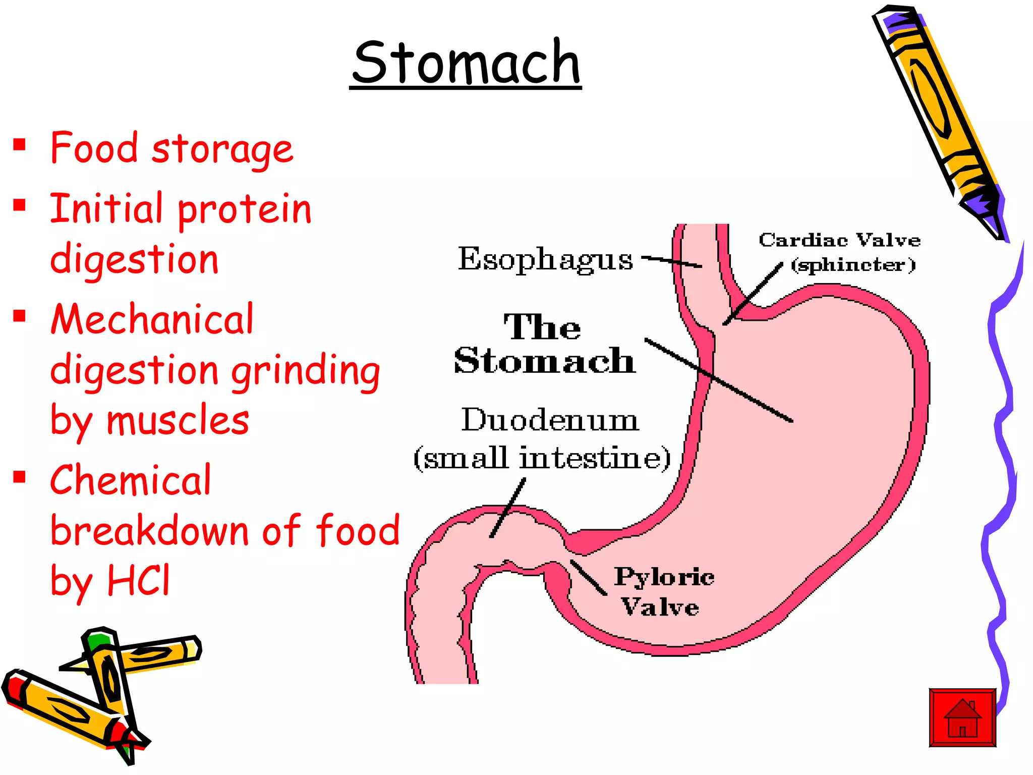 Stomach Food storage Initial protein digestion Mechanical digestion grinding by muscles Chemical breakdown of food by HCl 