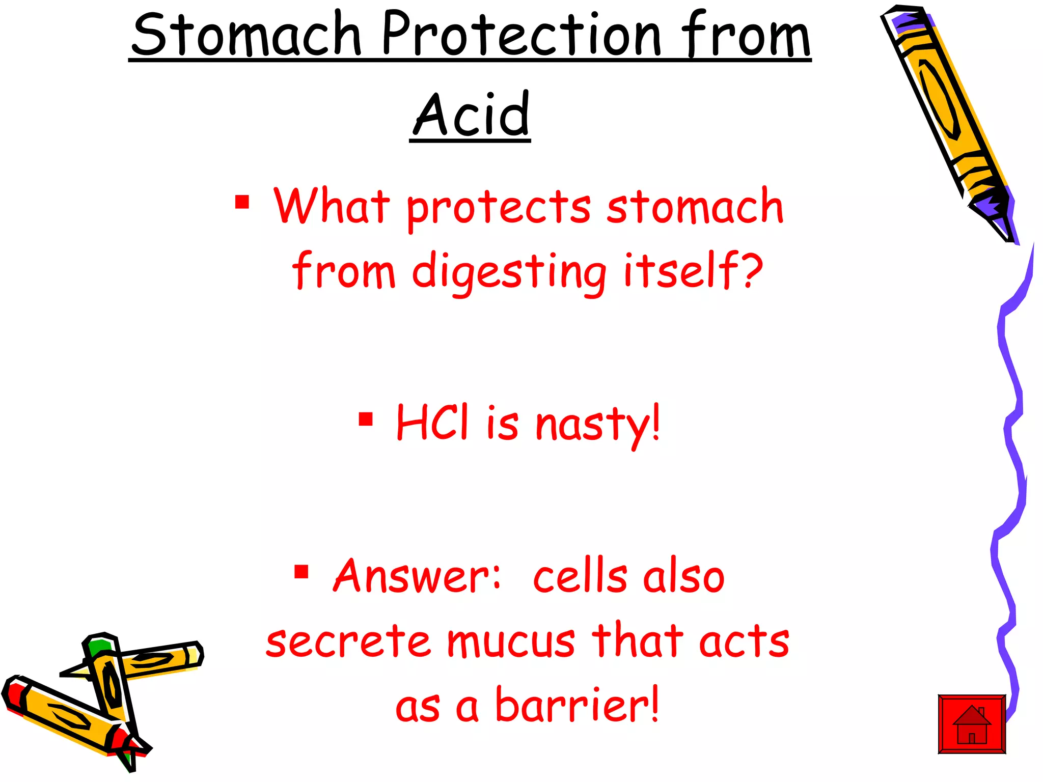 Stomach Protection from Acid What protects stomach from digesting itself? HCl is nasty! Answer:  cells also secrete mucus that acts as a barrier! 