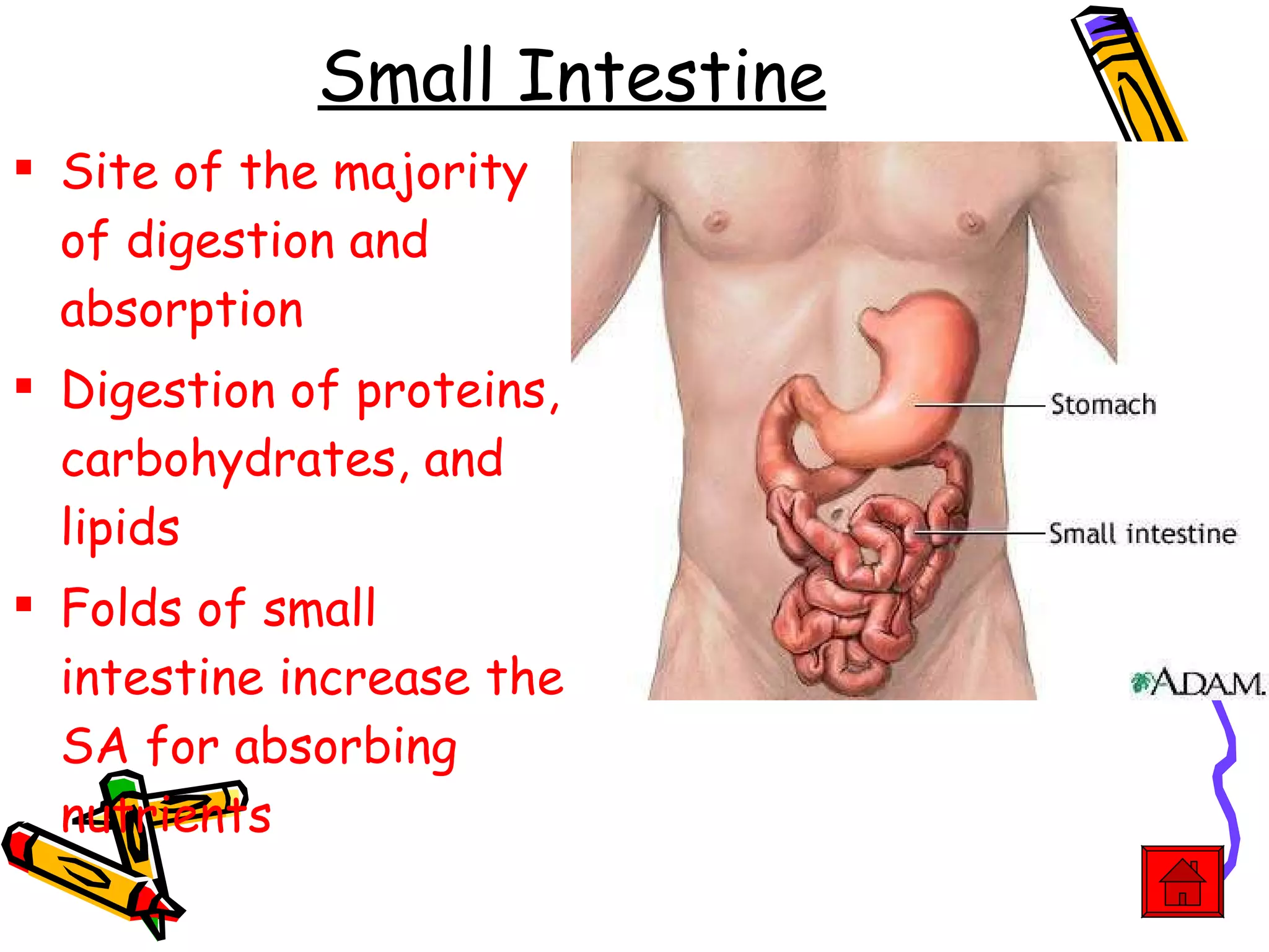Small Intestine Site of the majority of digestion and absorption Digestion of proteins, carbohydrates, and lipids Folds of small intestine increase the SA for absorbing nutrients 