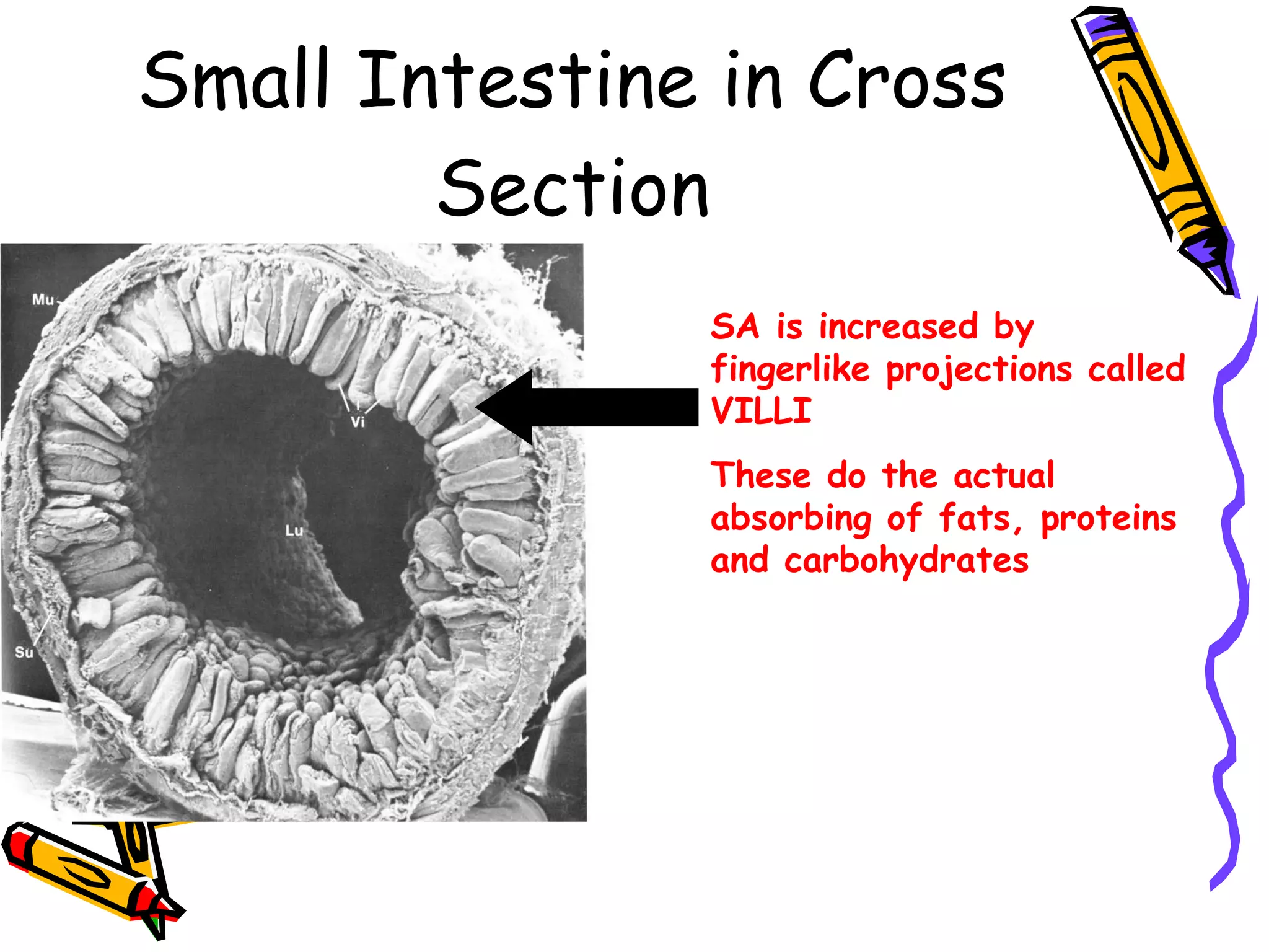 Small Intestine in Cross Section SA is increased by fingerlike projections called VILLI These do the actual absorbing of fats, proteins and carbohydrates 